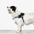 Imagem da oferta Peitoral Para Cachorros Flyharness Gotham - Tamanho 1
