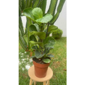 Imagem da oferta Planta Ficus Lyrata Bambino Natural Fácil De Cuidar Promoção