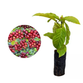 Imagem da oferta Muda de Café Conilon planta frutífera altamente produtiva - Ideal para vaso ou solo