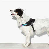 Imagem da oferta Peitoral Para Cachorros Flyharness Gotham - Tamanho 1