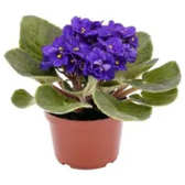 Imagem da oferta Muda de Violeta Pt11