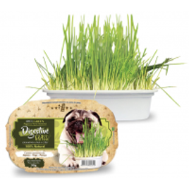 Imagem da oferta 2 Unidades Ipet Green Digestive Grass Graminha Para Cães 50G IPET
