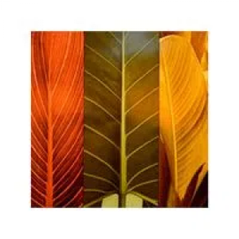 Quadro Decorativo Folhas Coloridas KF 50093 Wood prime