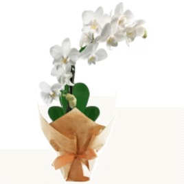 Imagem da oferta Mini Orquídea Rara Branca