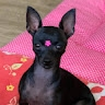 Avatar do membro RM Vsouto