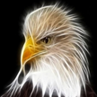 Avatar do membro Petim 