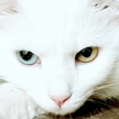 Avatar do membro tiagoSF