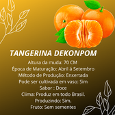 Imagem da oferta Muda de Tangerina Dekopon Enxertada Produzindo - Garden Citrus
