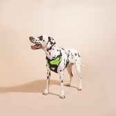 Imagem da oferta Peitoral Air Atomic para Cães