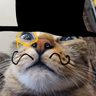 Avatar do membro Thomaz