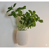 Imagem da oferta Vasos de Decoração Planta Suculenta Ambientes Kit
